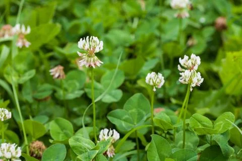 White clover Stock Photos