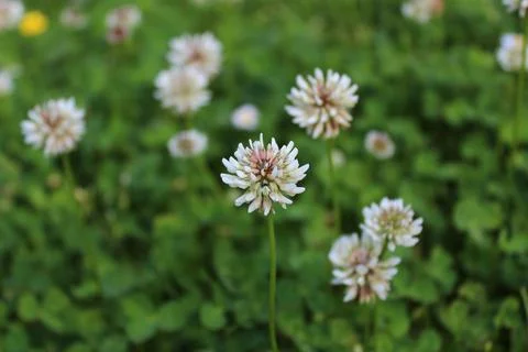 White clover Stock Photos