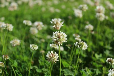 White clover Stock Photos