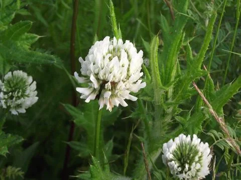 White clover Stock Photos