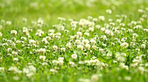 White clovers Stock-Footage 28752754