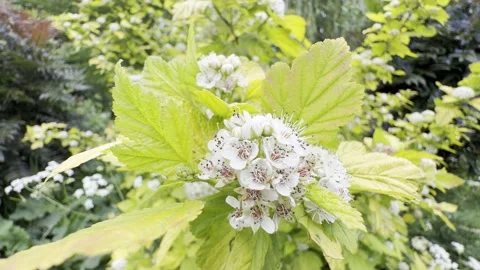 White cluster flowers on leafy bush 4K Vídeos de archivo 334759979