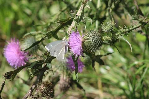 White Cobbage Foto stock
