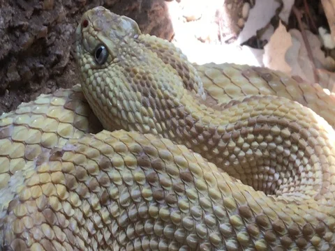 https://images.pond5.com/white-cobra-snake-close-scales-footage-077455020_iconl.jpeg