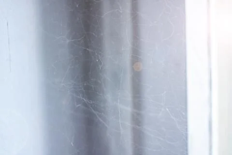 White cobweb on a gray background close up Stock Photos