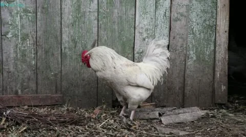 White cock Stock Footage 11253294