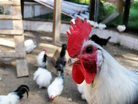 White cock Foto stock
