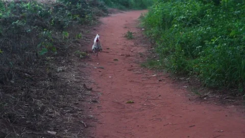 White cock running on the muddy path Stock Footage 77451470