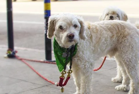 White Cockapoo Dog wearing Bandana sharing a leash with another dog Stock Photos