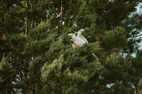 White Cockatoo bird sitting in a tree. Stock Photos