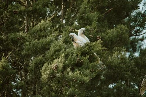 White Cockatoo bird sitting in a tree. Stock Photos