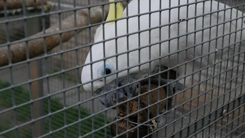 White cockatoo biting on a branch sharpening his beak in cage behind a fence Vidéo 99079082