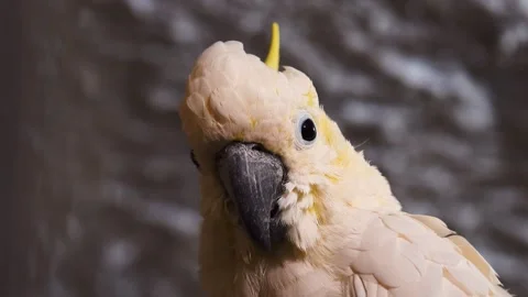 White cockatoo close up Stock Footage 242366931