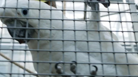 White cockatoo close up looking at camera climbing the cage Stock Footage 99067189