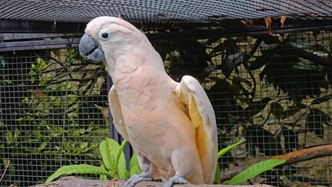 A white Cockatoo dancing Stock Footage 296846576