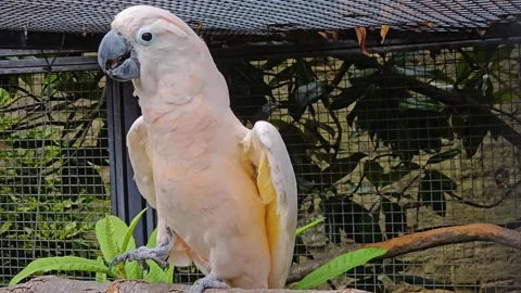 A white cockatoo dancing Stock Footage 296849029