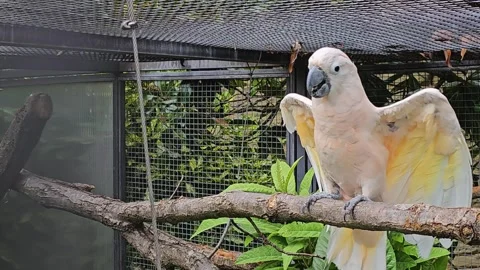 A white cockatoo dancing Stock Footage 296849162