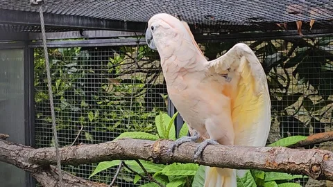 A white cockatoo dancing Stock Footage 296849206