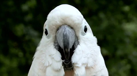 White cockatoo Stock Footage 5731760