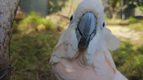 A white cockatoo in motion Stock Footage 272963958