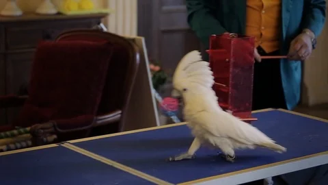 white cockatoo parrot performs in the Stock Video Pond5