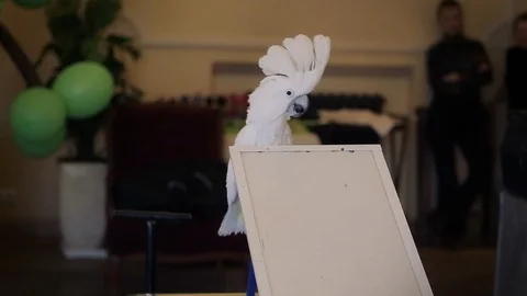 White cockatoo parrot performs in the circus performing tricks Stock Footage 122259302
