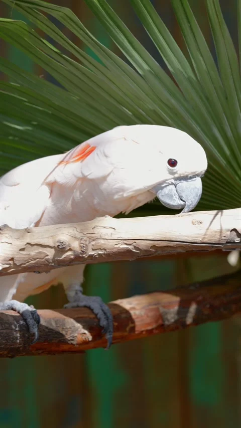 White Cockatoo Perched On Tree Branches With Tropical Palm Leaves Stock Footage 337125295