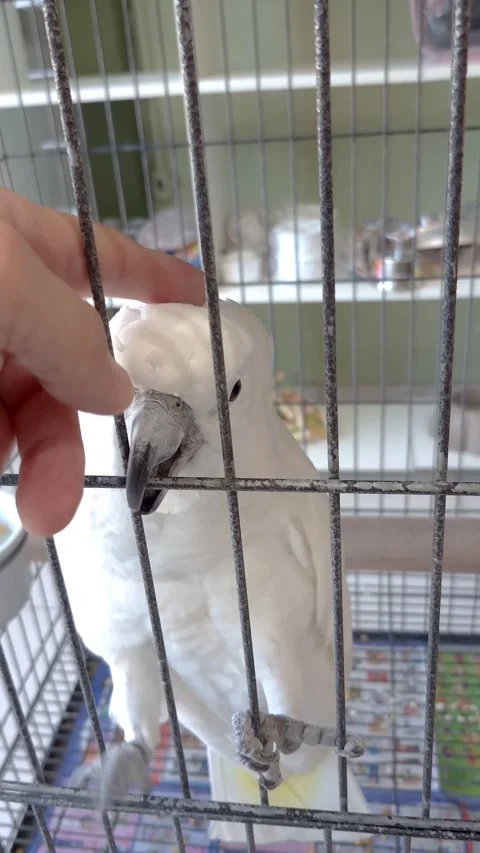 A white cockatoo playing in a zigzag pattern and receiving affection on its.. Stock Footage 321550755