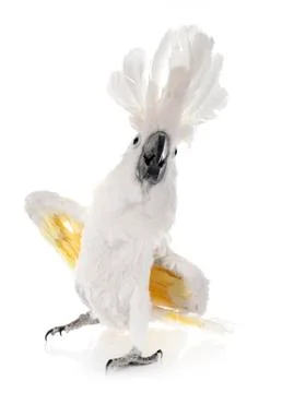 White cockatoo in studio Stockfoto's
