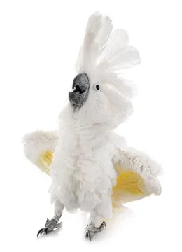 White cockatoo in studio Stock Photos