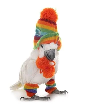 White cockatoo in studio Stock Photos