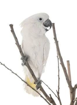 White cockatoo in studio Stock Photos