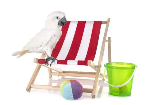 White cockatoo in studio Stock Photos