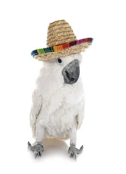 White cockatoo in studio 스톡 사진