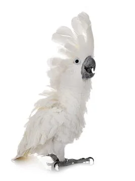 White cockatoo in studio Stock Photos