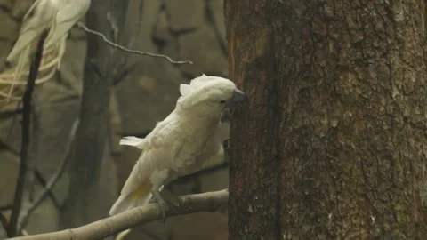 White cockatoo on a tree Stock Footage 130062676
