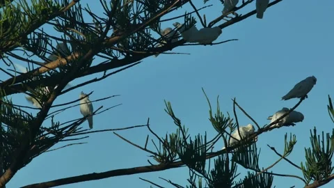 White cockatoos in tree Video stock 220179975