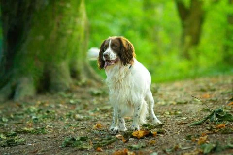 White Cocker Springer Spaniel in Green Woodland Stock Photos