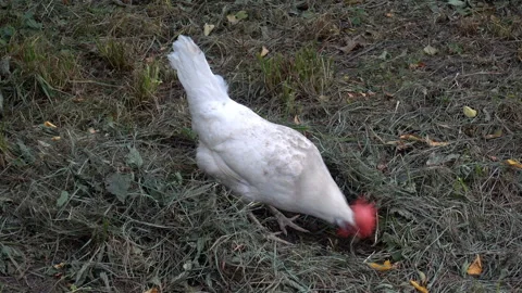 White cockerel pecks in the grass feed. Stock Footage 119757559