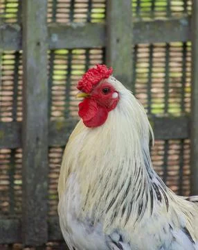 White Cockerel Stock Photos
