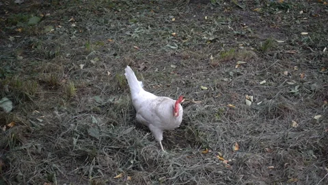 White cockerel in slow motion. Stock Footage 143831733