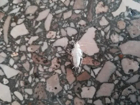 White cockroach. Foto stock