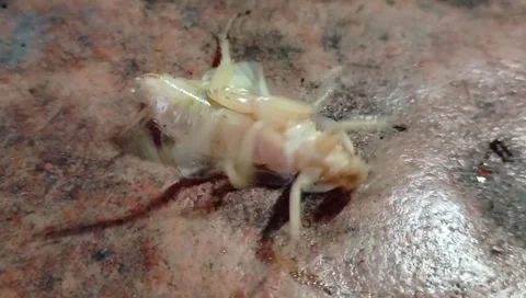 White cockroaches Stock Footage 267066139