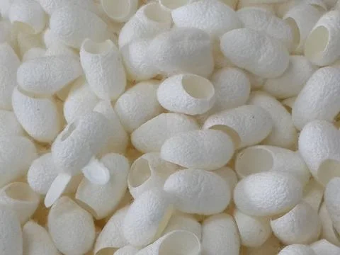 White Cocoons Stock Photos