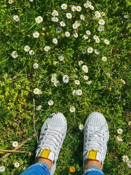 White codes on a meadow with daisies Foto stock
