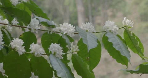 White Coffee Blossoms Gently Blowing On Green Branch In Agricultural Planta.. Stock Footage 331791115