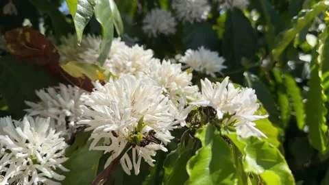 White coffee blossoms open along branches among dark green leaves, surrounded by 動画素材 329680392