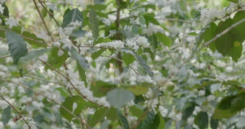 White Coffee Blossoms Swaying Gently On Green Branches In Peaceful Agricult.. Stock Footage 331791233