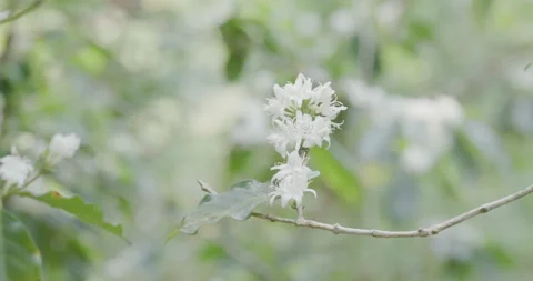 White Coffee Blossoms Swaying On Green Branch Outdoors Close Up Stock Footage 331790779