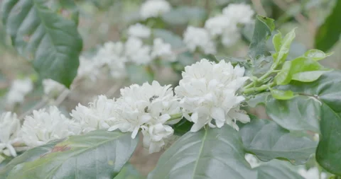 White Coffee Plant Blossoms With Crawling Insects Blooming On Organic Farm .. Stock Footage 331790221